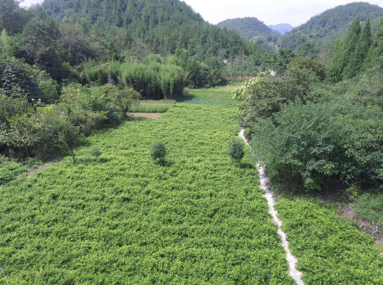 张家界贫困山村见闻：神奇莓茶飘起“致富”香